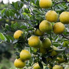 邮乐网生鲜食品报价及图片大全